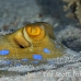 ray_bluespotted_hma_si_h_0014_egy1972.jpg